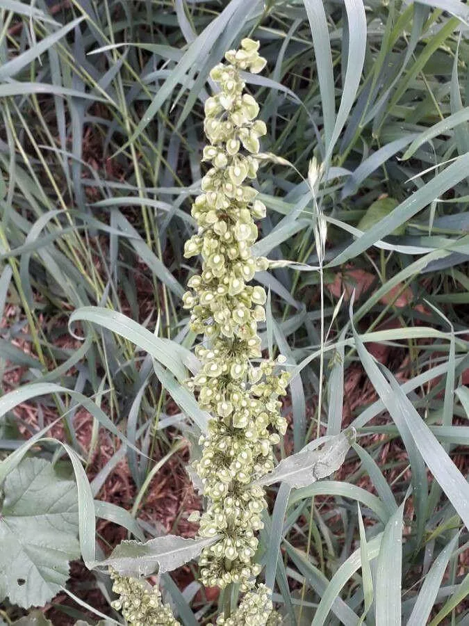 Ismerd meg a fodros lórom (Rumex crispus) különböző fajtáit, gondozási igényeit és teleltetését. Tudd meg az öntözési módszereket és a leggyakoribb kártevőket!