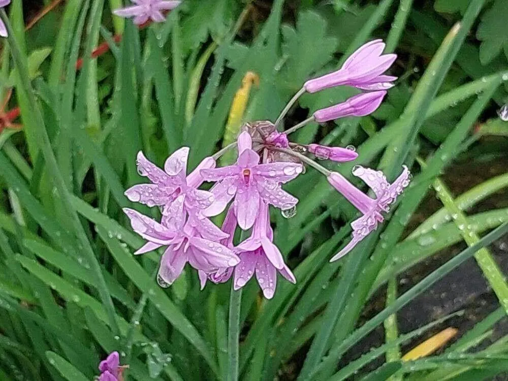 Ismerd meg a Fokföldi csillagvirág (Tulbaghia violacea) fajtáit és jellemzőit! Tudd meg hogyan kell gondozni, teleltetni, szaporítani és védekezni a kártevők ellen.