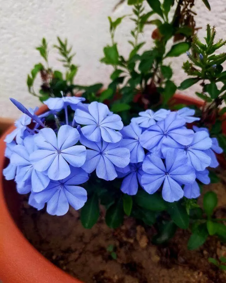 Ismerd meg a Fokföldi ólomvirág (Plumbago auriculata) fajtáit, gondozását, öntözési módszereit és gyakori betegségeit. Tudd meg hogyan kell ültetni és teleltetni ezt a gyönyörű dísznövényt!