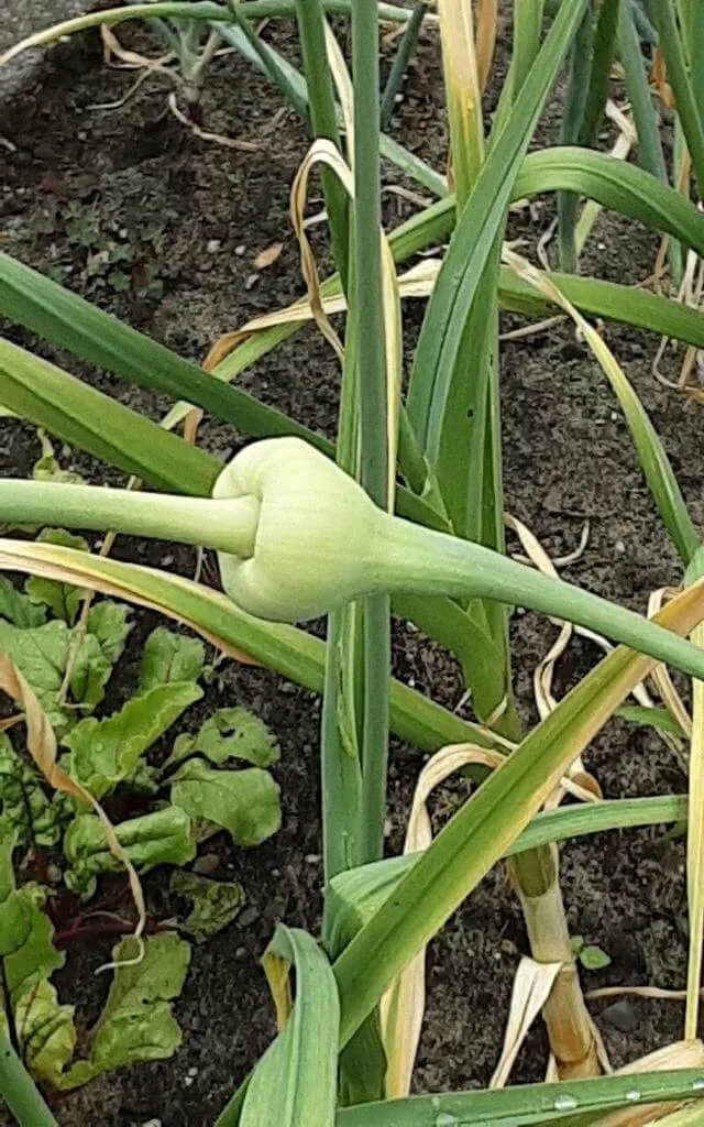 Ismerd meg a fokhagyma (Allium sativum) fajtáit és jellemzőit! Tudd meg hogyan kell gondozni, öntözni és teleltetni. Olvass a kártevőkről és betegségekről is!