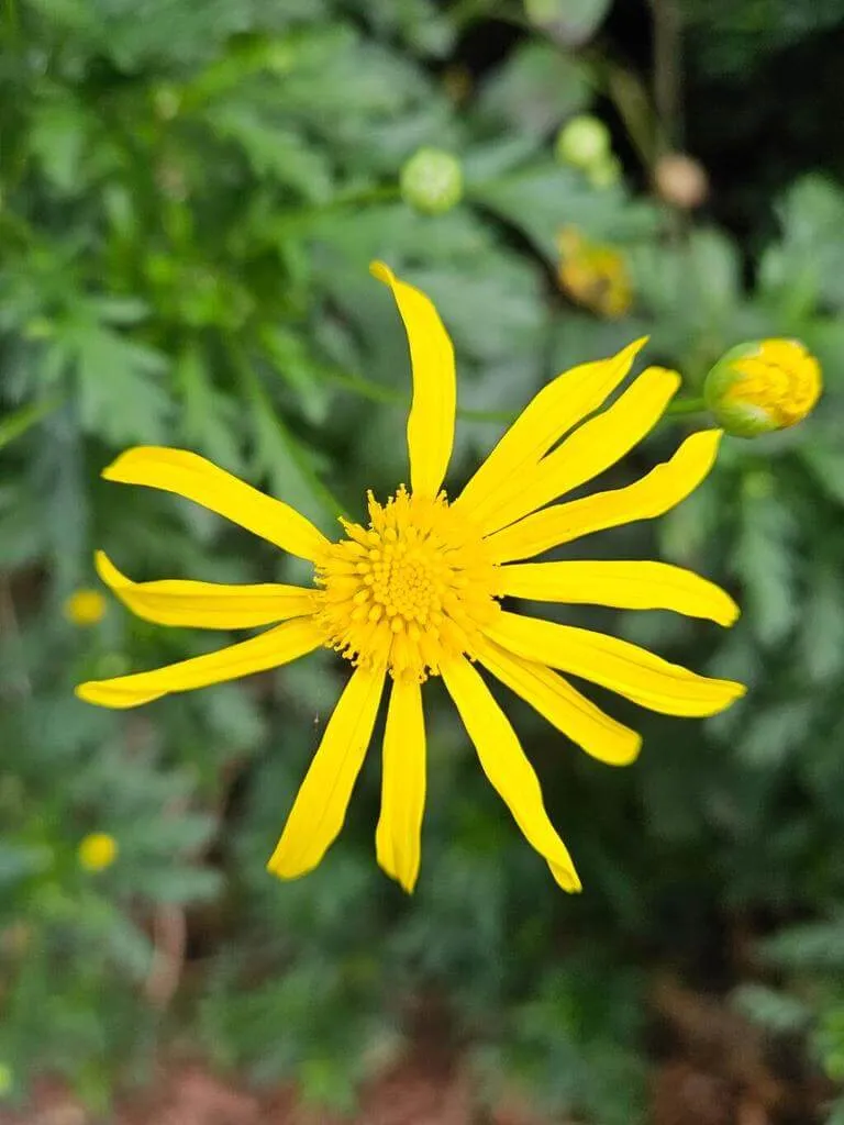 Ismerd meg a Földanyavirág (Euryops chrysanthemoides) fajtáit, gondozását és teleltetését. Tudd meg hogyan kell helyesen ültetni és metszeni ezt a csodás növényt!