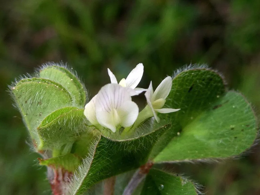 Földbentermő here (Trifolium subterraneum): fajtái, ültetése, metszése és betegségei Földbentermő here (Trifolium subterraneum): fajtái, ültetése, metszése és betegségei