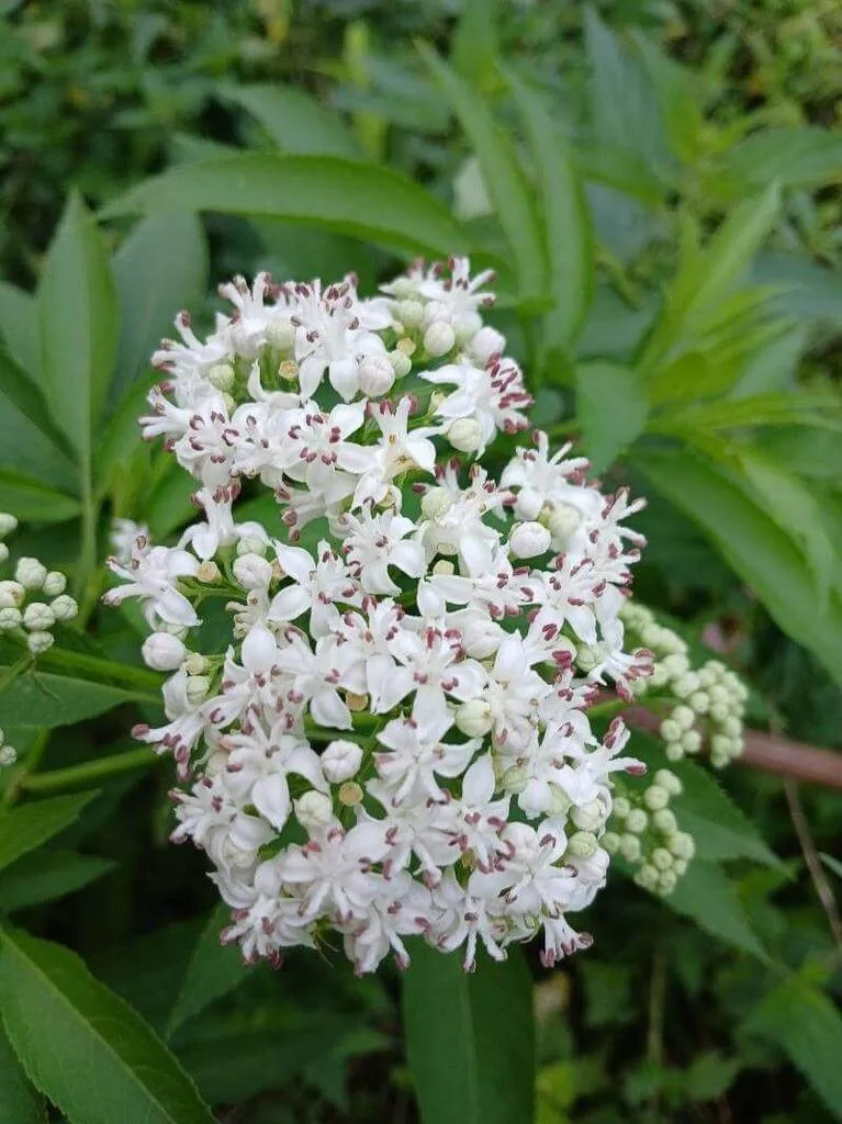 Ismerd meg a Földi bodzát (Sambucus ebulus)! Tudd meg a fajtáit, hogyan kell ültetni és gondozni. Olvasd el a metszés idejét és technikáit, valamint a gyakori betegségeket!