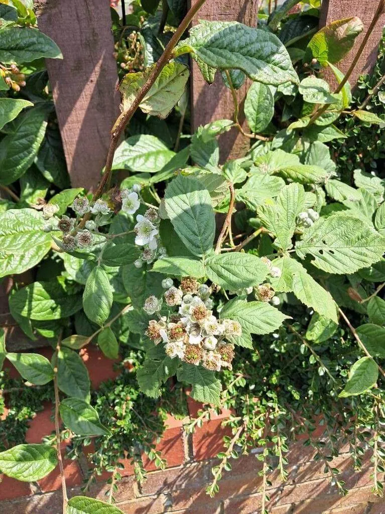 Ismerd meg a Földi szeder (Rubus armeniacus) fajtáit, gondozását, teleltetését és öntözési módszereit. Tudd meg a legfontosabb kártevőkről és betegségekről is!