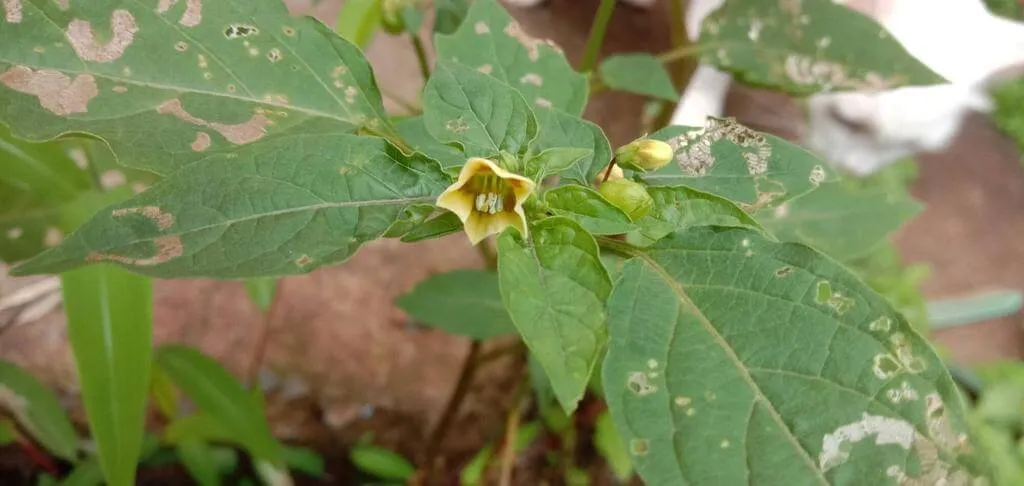 Ismerd meg a Földicseresznye (Physalis angulata) fajtáit, gondozását, teleltetését és öntözési módszereit. Tudd meg hogyan szaporíthatod és védekezhetsz a kártevők ellen!