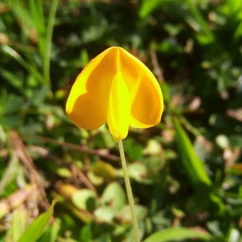 Ismerd meg a Földimogyoró (Arachis hypogaea) fajtáit, gondozását és teleltetését. Tudd meg az öntözési módszereket és a kártevők elleni védekezést!