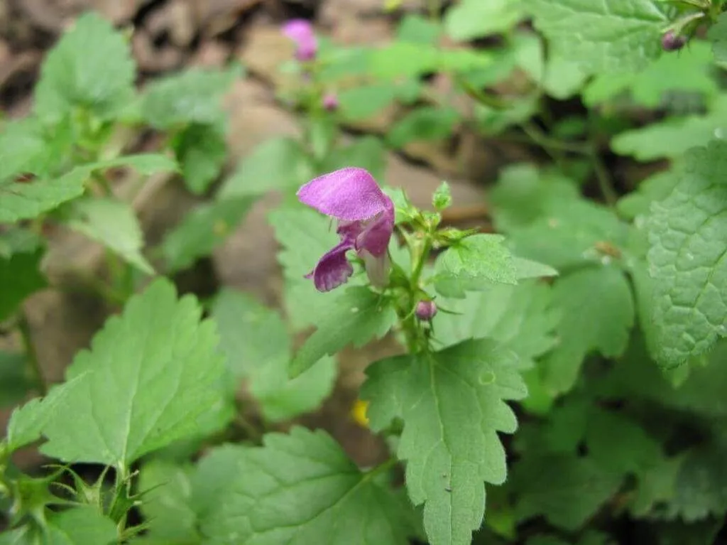 Ismerd meg a Foltos árvacsalánt (Lamium maculatum)! Fedezd fel fajtáit mint Beacon Silver, gondozását, teleltetési módszereit és kártevők elleni védekezést.