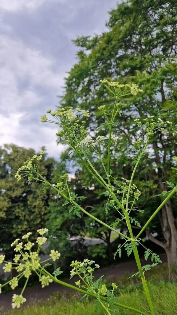 Ismerd meg a Foltos bürök (Conium maculatum) jellemzőit! Olvasd el az ültetési tippeket, gondozási módszereket és a leggyakoribb betegségeket!