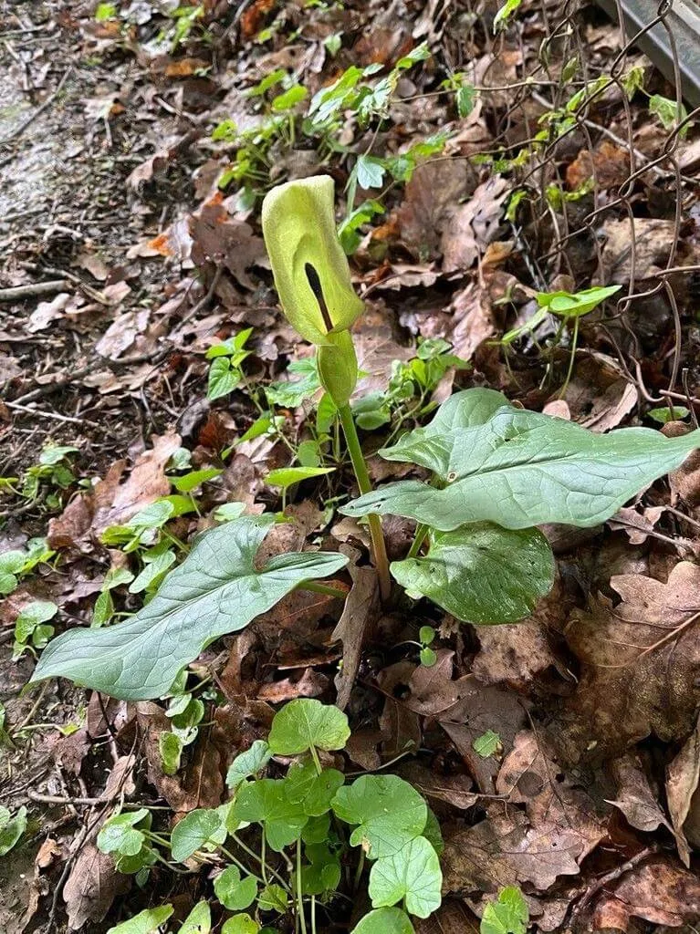 Ismerd meg a Foltos kontyvirágot (Arum maculatum)! Tudd meg fajtáit, hogyan kell ültetni és gondozni. Olvasd el az öntözési módszereket és a leggyakoribb kártevőket!