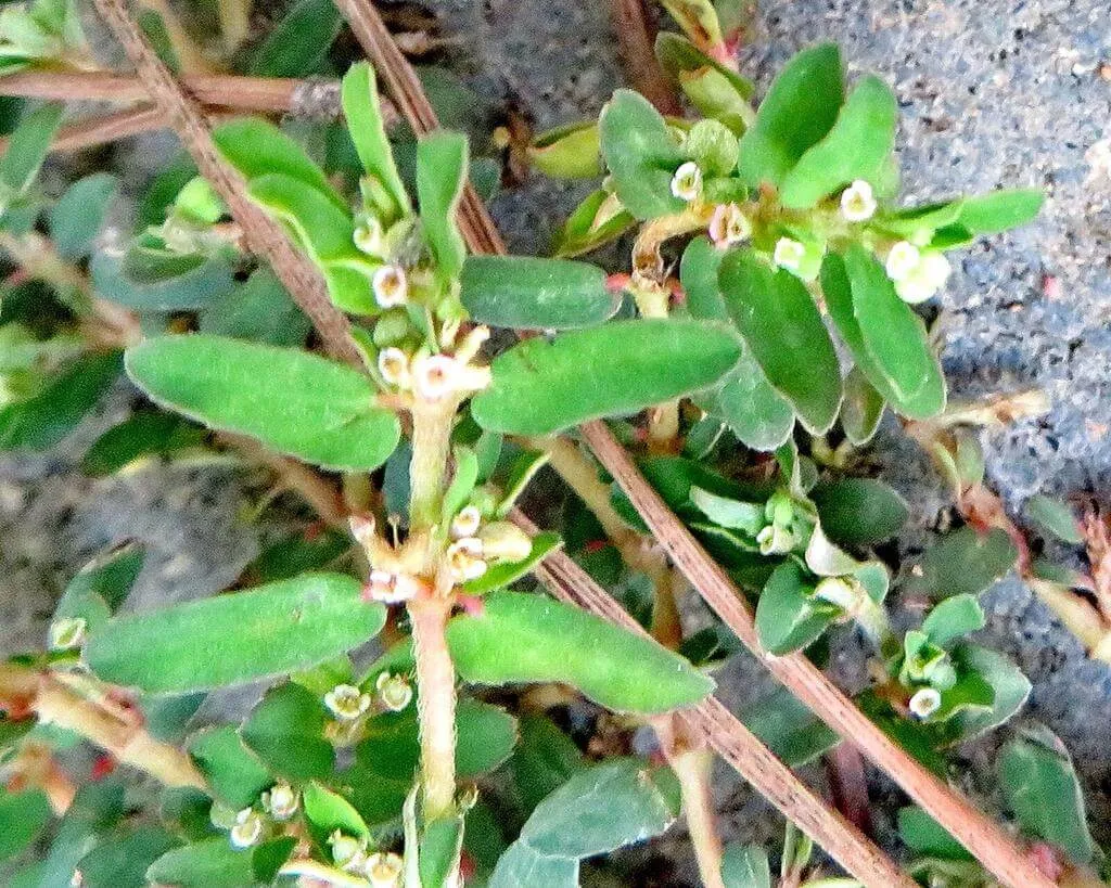 Ismerd meg a Foltos kutyatej (Euphorbia maculata) jellemzőit! Tudd meg hogyan kell gondozni, teleltetni és szaporítani ezt a különleges növényt. Betegségek és kártevők elleni védekezési tippek.