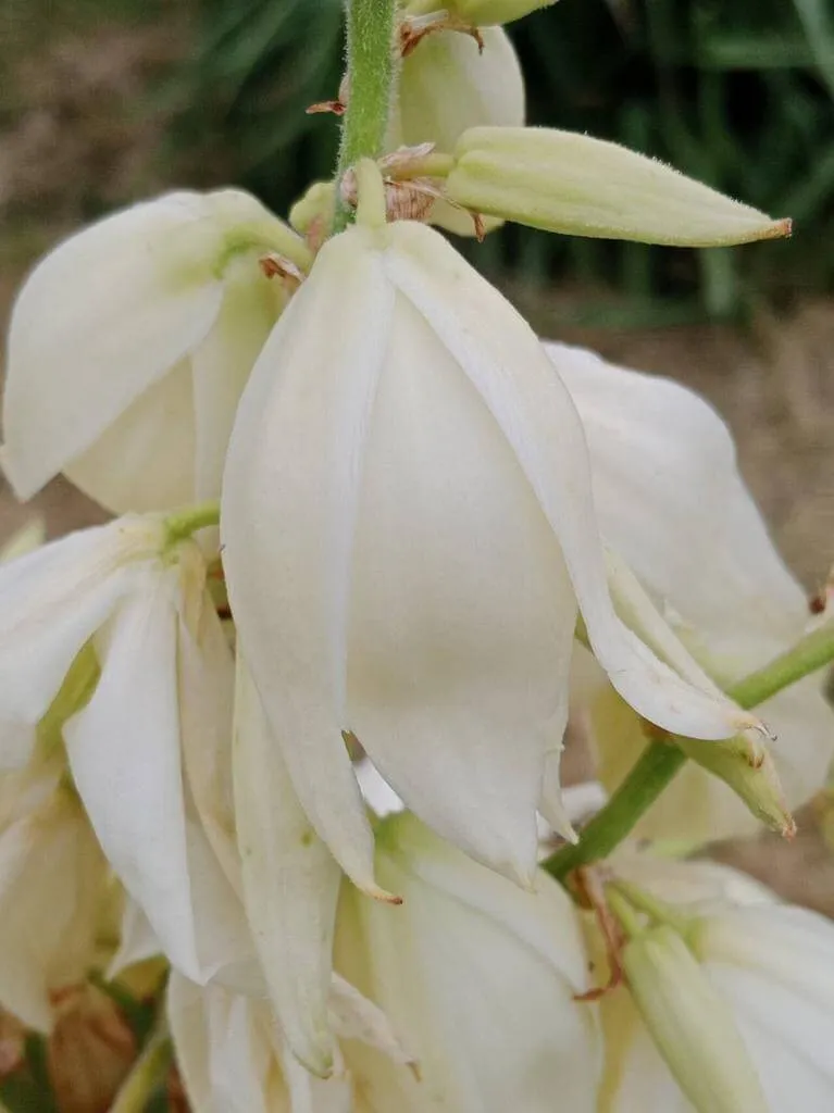 Ismerd meg a Foszlóslevelű pálmaliliom (Yucca filamentosa) fajtáit mint a Variegata és Color Guard. Tudd meg hogyan kell gondozni, teleltetni ezt a gyönyörű növényt! Olvasd el az öntözési módszereket és ismerkedj meg leggyakoribb kártevőivel!