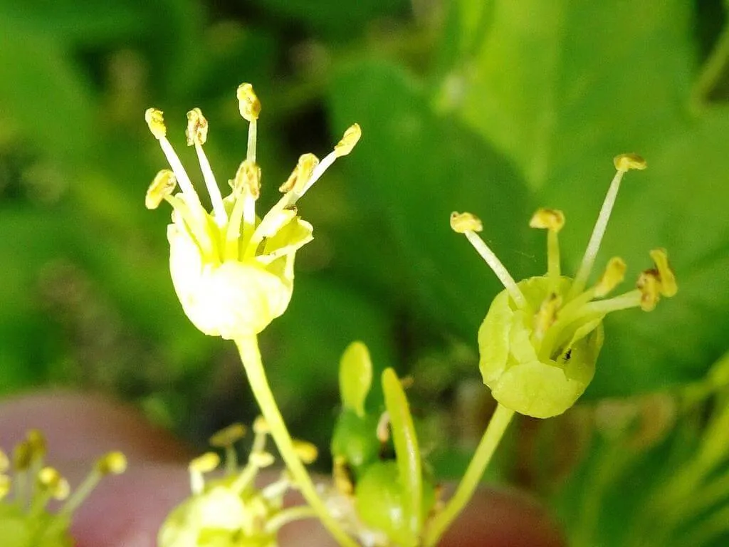 Ismerd meg a Francia juhar (Acer monspessulanum) fajtáit, gondozását és teleltetési módszereit! Tudd meg az öntözés fontosságát és a kártevők elleni védekezést is.