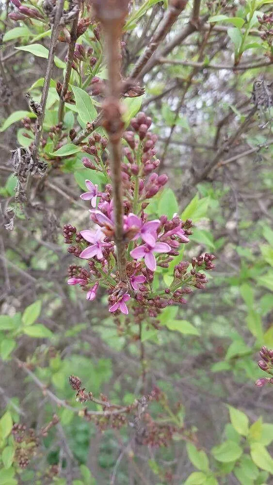 Ismerd meg a Francia orgonát (Syringa × chinensis)! Fedezd fel fajtáit (Lilac Time, Palibin, Miss Kim), ültetését kora tavasszal vagy ősszel, metszésének idejét és technikáit. Tudd meg a leggyakoribb betegségeket is!