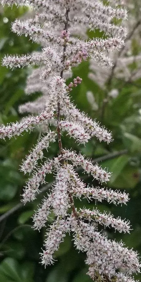 Francia tamariska (Tamarix gallica): Fajtái, Ültetése, Metszése és Betegségei Francia tamariska (Tamarix gallica): Fajtái, Ültetése, Metszése és Betegségei