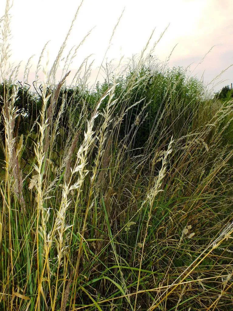 Fedezd fel a Franciaperje (Arrhenatherum elatius) fajtáit, gondozását és teleltetését. Ismerd meg az öntözési módszereket és a leggyakoribb kártevőket!