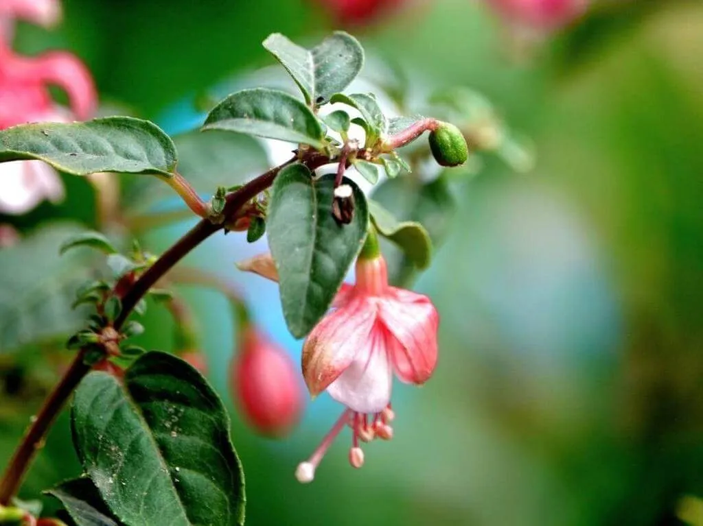 Ismerd meg a Fukszia (Fuchsia × standishii) fajtáit, gondozását és teleltetését. Tudd meg az öntözési módszereket és a kártevők elleni védekezést!