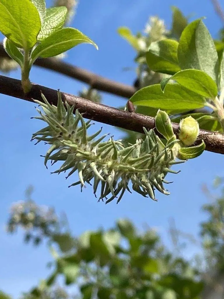 Ismerd meg a Füles fűz (Salix aurita) jellemzőit! Tudd meg a legjobb ültetési időpontokat, gondozási tippeket és a gyakori kártevőket. Olvasd el az öntözés és metszés fontosságát is!