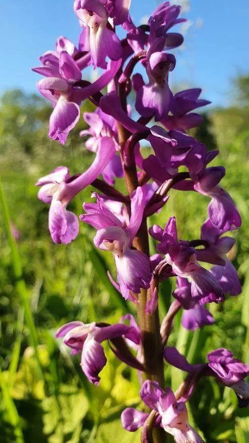 Ismerd meg a Füles kosbor (Orchis mascula) fajtáit és jellemzőit! Tudd meg hogyan kell gondozni őket, miként ültessük el őket helyesen. Fedezd fel a teleltetési módszereket és védekezési technikákat!