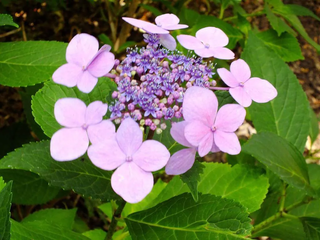 Ismerd meg a fűrészeslevelű hortenzia (Hydrangea serrata) fajtáit, gondozását és teleltetését! Tudd meg a megfelelő öntözési módszereket és a kártevők elleni védekezést.