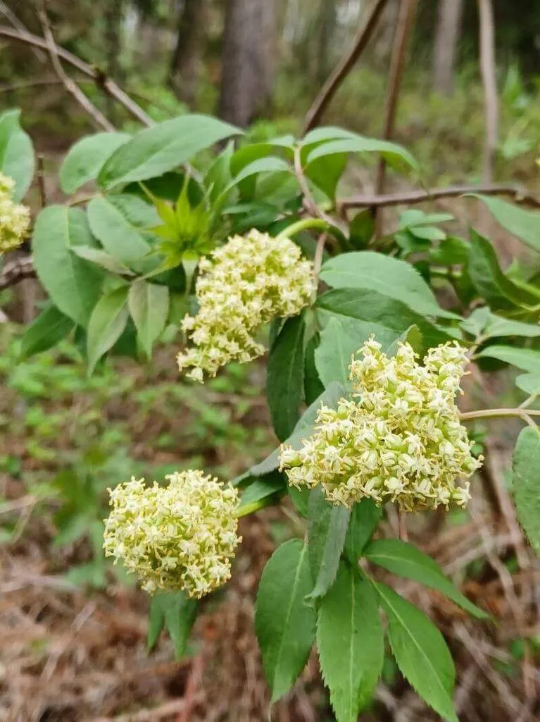 Ismerd meg a Fürtös bodzát (Sambucus racemosa)! Fedezd fel fajtáit, gondozásának alapjait, teleltetését és kártevőkkel szembeni védekezést. Tudd meg az ültetés időpontját is!