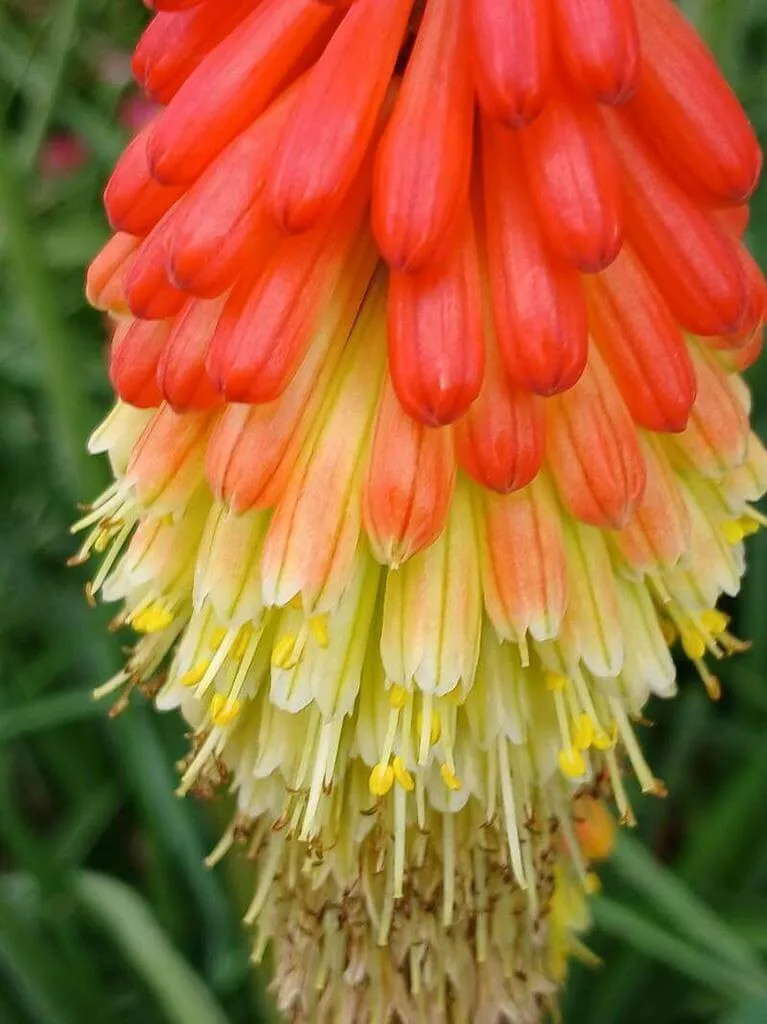 Ismerd meg a Fürtös fáklyaliliom (Kniphofia uvaria) különböző fajtáit és jellemzőit! Tudd meg hogyan kell gondozni, teleltetni és szaporítani ezt a gyönyörű növényt. Olvasd el a legjobb öntözési módszereket és ismerkedj meg a kártevők elleni védekezéssel!