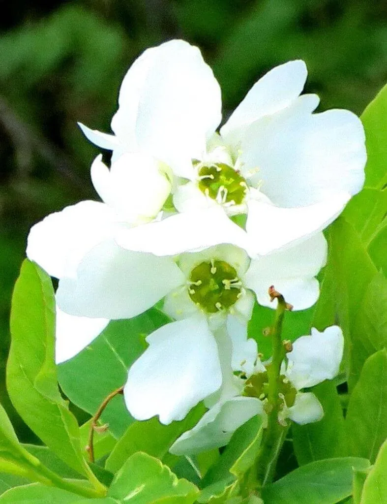 Ismerd meg a Fürtös gyöngycserjét (Exochorda racemosa)! Fedezd fel fajtáit, gondozását, öntözési módszereit és a leggyakoribb betegségeit. Tudd meg az ideális ültetési időpontokat is!