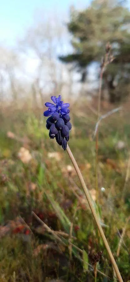 Ismerd meg a Fürtös gyöngykét (Muscari armeniacum)! Tudd meg a legjobb fajtáit, az ültetés lépéseit, öntözési módszereket és hogyan védekezhetsz a kártevők ellen.