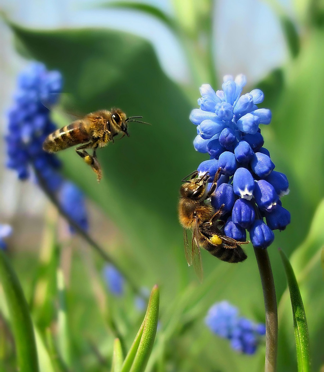 Fürtös gyöngyike (Muscari neglectum): fajták, ültetés, gondozás és betegségek Fürtös gyöngyike (Muscari neglectum): fajták, ültetés, gondozás és betegségek