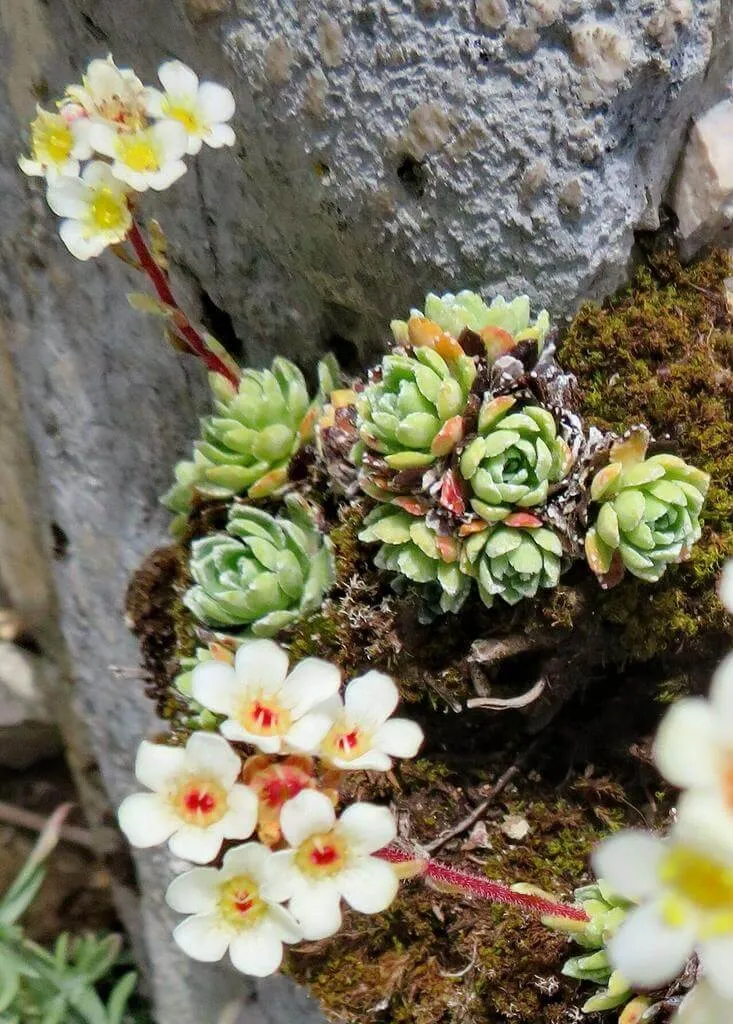 Ismerd meg a Fürtös kőtörőfű (Saxifraga paniculata) fajtáit, gondozását és teleltetését. Tudd meg az öntözési módszereket és a leggyakoribb betegségeket!