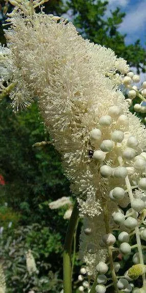 Fedezd fel a Fürtös poloskavész (Actaea racemosa) jellemzőit, gondozását és teleltetési módszereit. Ismerd meg a fajtákat, öntözési technikákat és a gyakori betegségeket!