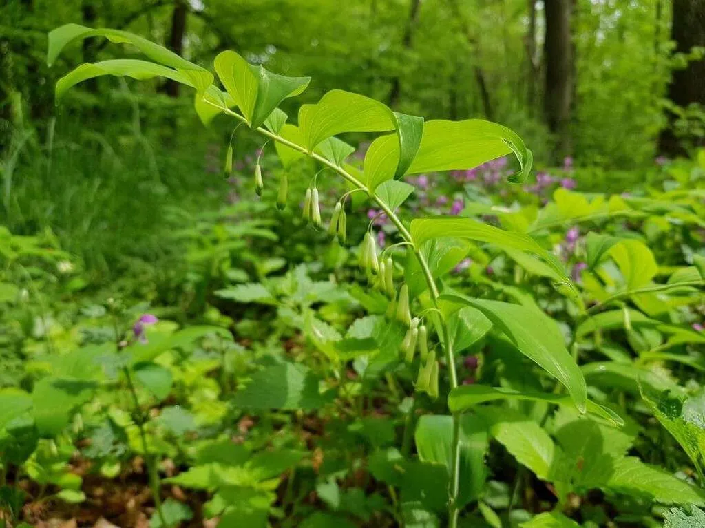 Ismerd meg a Fürtös salamonpecsét (Polygonatum multiflorum) fajtáit, ültetésének titkait, öntözési módszereit és a leggyakoribb betegségeket. Tudd meg hogyan kell telelteni ezt az elegáns növényt!