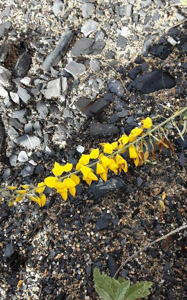 Ismerd meg a Fürtös zanót (Cytisus nigricans) fajtáit és jellemzőit! Tudd meg hogyan kell gondozni, teleltetni és szaporítani. Fedezd fel a legfontosabb kártevőket és betegségeket!