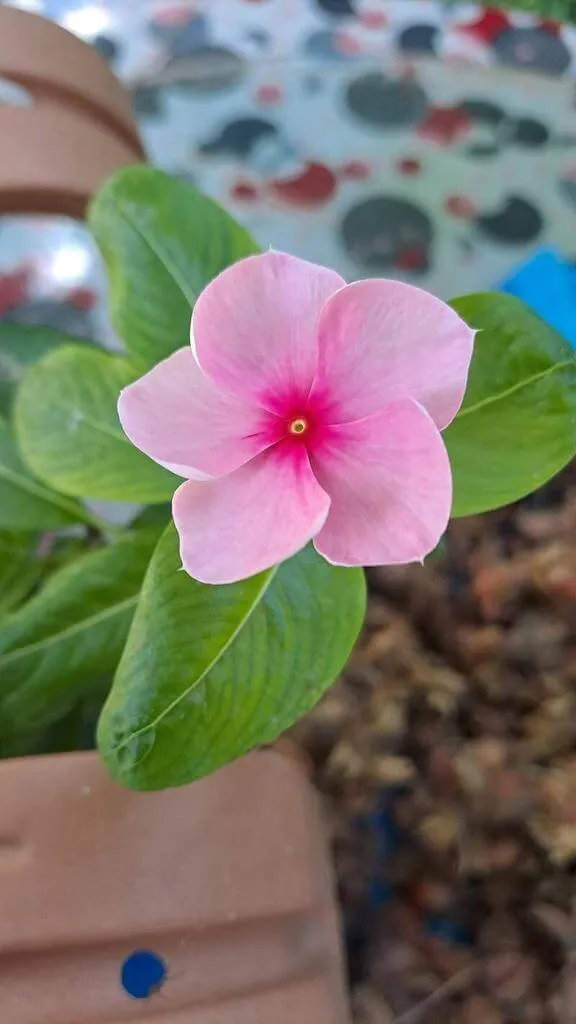 Fedezd fel a Futós vinka (Catharanthus coriaceus) fajtáit és jellemzőit! Ismerd meg az ideális ültetési módszereket, öntözést, teleltetést és a gyakori betegségeket.