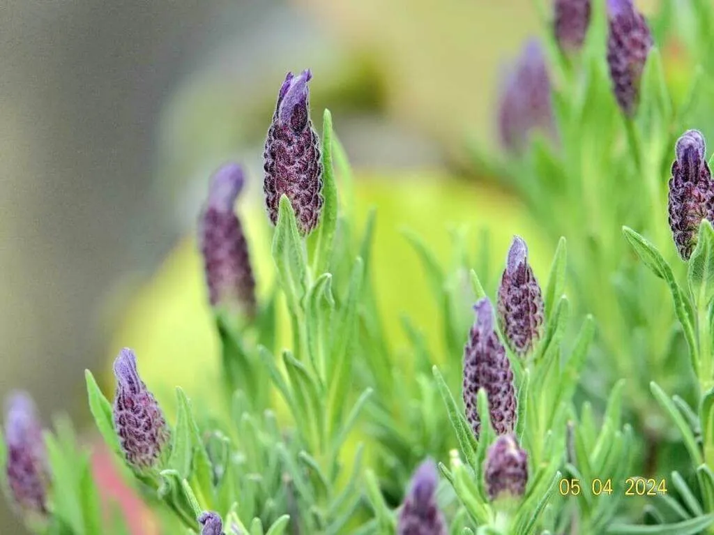 Ismerd meg a Füzéres levendulát (Lavandula stoechas)! Tudd meg a fajtáit, hogyan kell ültetni és gondozni. Olvasd el a metszésről és a leggyakoribb betegségekről is!