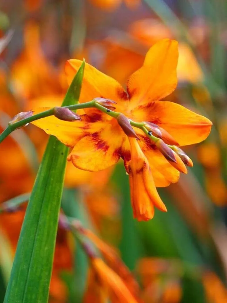 Ismerd meg a Füzéres sáfrányfűt (Crocosmia × crocosmiiflora)! A cikkben megtalálod a legjobb fajtákat (Lucifer, Emily McKenzie, George Davidson), az ültetés módját tavasszal, valamint a metszési technikákat. Tudd meg hogyan védekezz a kártevők ellen!