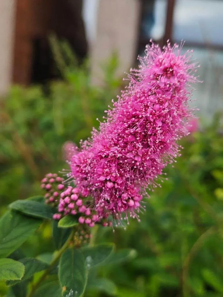 Ismerd meg a Fűzlevelű gyöngyvesszőt (Spiraea salicifolia)! Tudd meg a legjobb fajtákat, gondozási módszereket, teleltetés titkait és az öntözési technikákat. Olvasd el a kártevőkkel szembeni védekezést is!