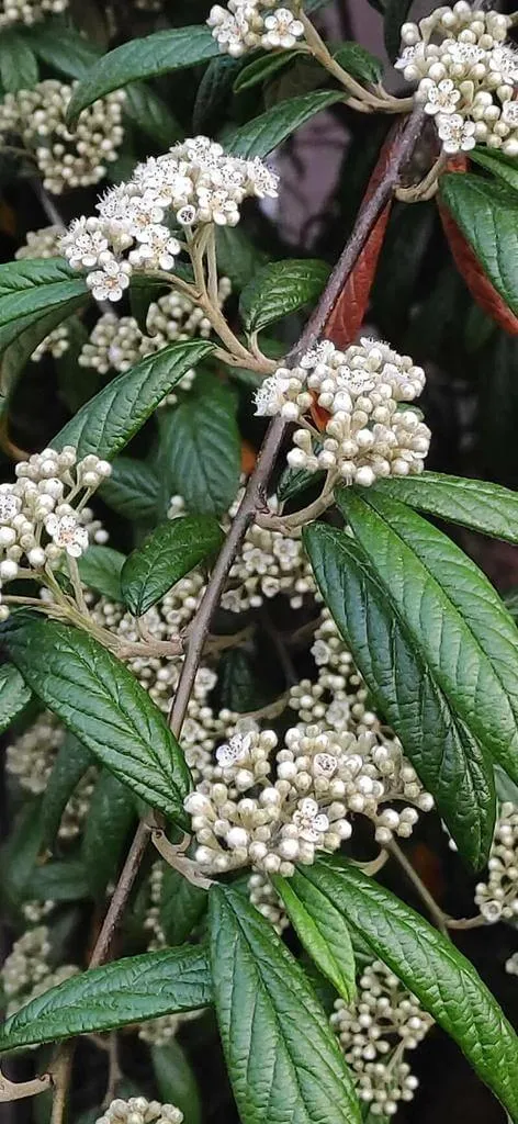 Ismerd meg a Fűzlevelű madárbirs (Cotoneaster salicifolius) fajtáit és jellemzőit. Tudd meg hogyan kell gondozni, teleltetni, öntözni! Olvasd el a legjobb metszési technikákat is!