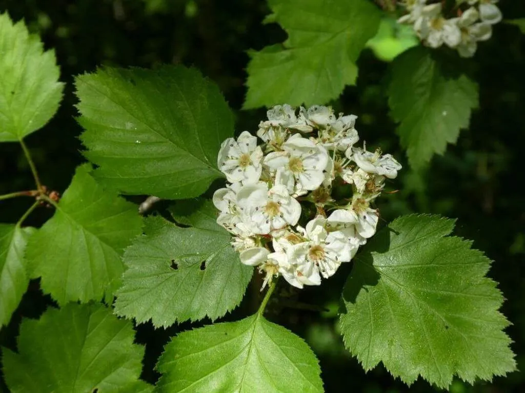 Galagonya (Crataegus azarolus): Fajtái, Gondozása, Ültetése és Betegségei