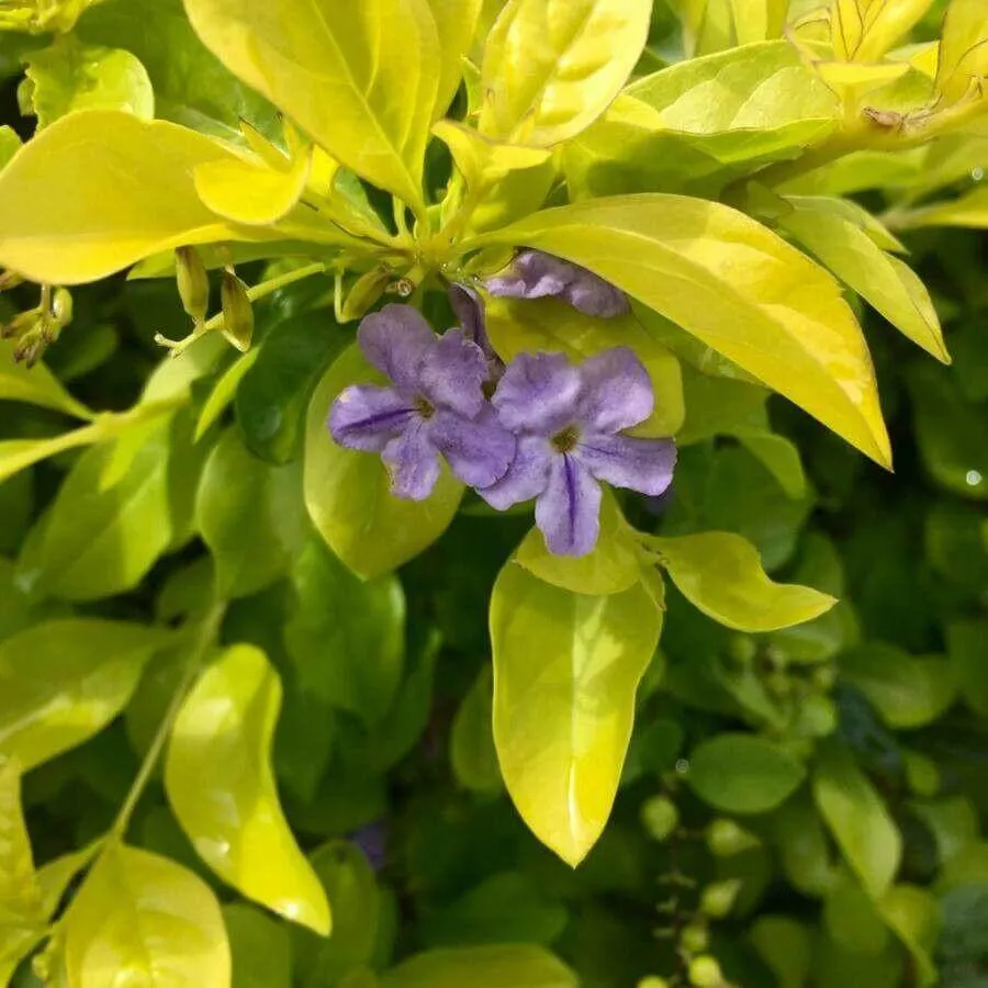 Galambbogyó (Duranta erecta): Fajtái, Gondozása, Ültetése és Betegségei Galambbogyó (Duranta erecta): Fajtái, Gondozása, Ültetése és Betegségei