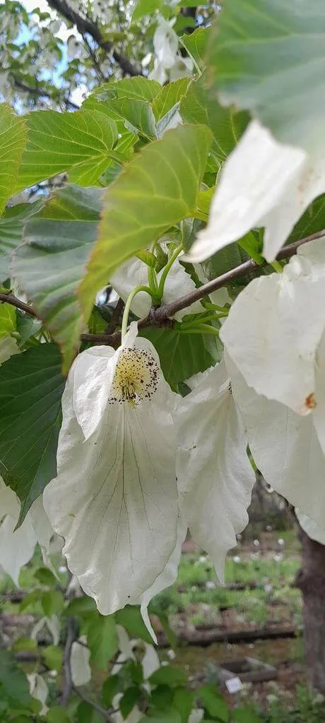 Fedezd fel a Galambfa (Davidia involucrata) jellemzőit, gondozását, ültetési tippeket és a leggyakoribb betegségeit! Ismerd meg a növény igényeit az öntözésre és talajra vonatkozóan.