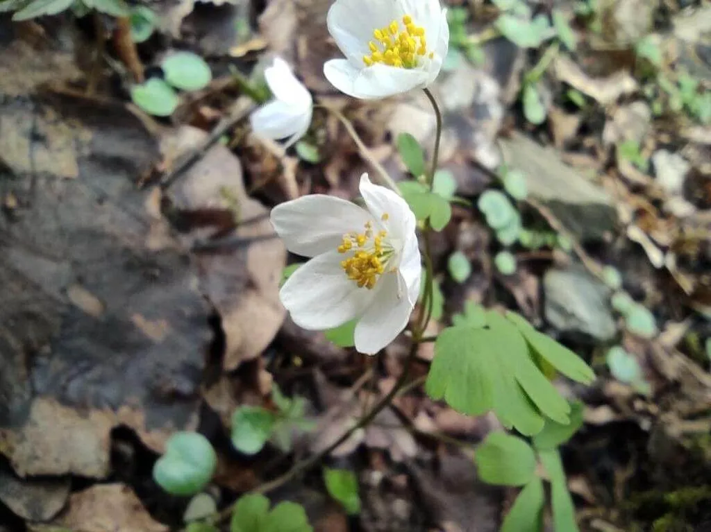 Ismerd meg a Galambvirág (Isopyrum thalictroides) fajtáit, gondozását és teleltetését! Tudd meg hogyan kell öntözni, metszeni és védekezni a kártevők ellen!