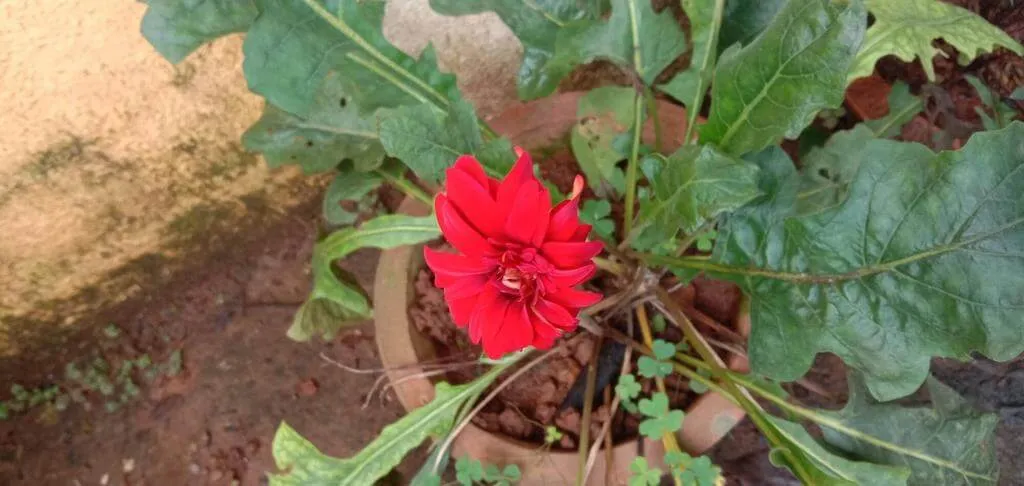 Ismerd meg a Gerbera (Gerbera leandrii) fajtáit és jellemzőit! Tudj meg többet a gondozásról, teleltetésről, öntözési módszerekről és kártevőkről. Olvasd el cikkünket az optimális növekedés érdekében!