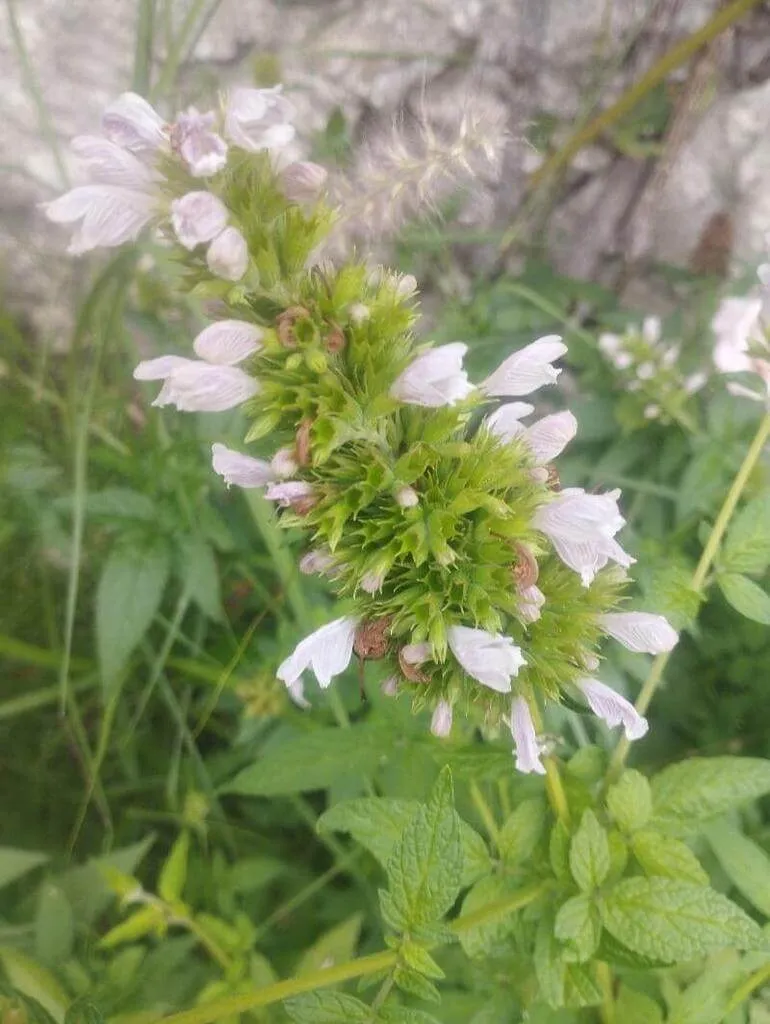 Ismerd meg a Gileád balzsamát (Cedronella canariensis) - fajtáit, gondozását, teleltetési módszereit és leggyakoribb betegségeit. Tudd meg hogyan kell ültetni és szaporítani ezt a különleges növényt!