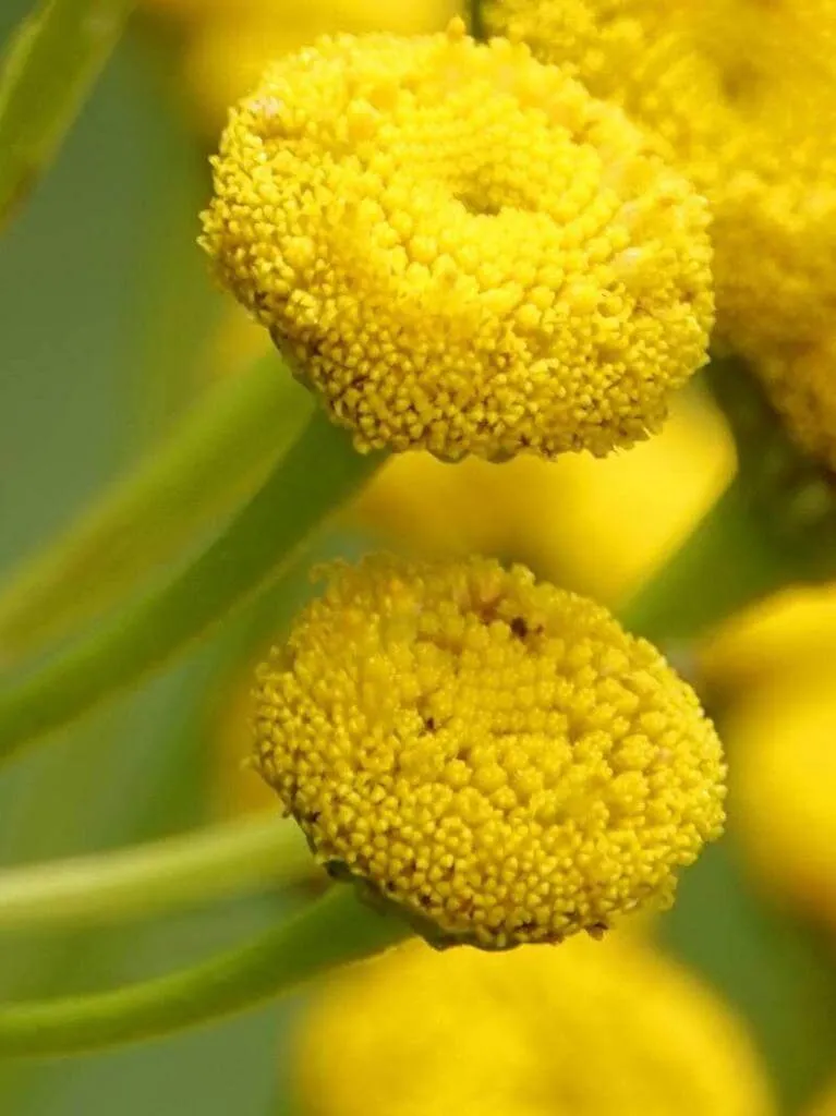 Ismerd meg a Gilisztaűző varádicsot (Tanacetum vulgare)! Fedezd fel fajtáit, gondozási módszereit, teleltetését és kártevők elleni védekezést. Tudd meg hogyan kell helyesen ültetni és szaporítani!