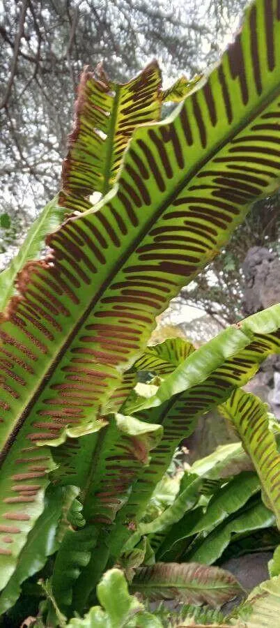 Ismerd meg a Gímpáfrány (Asplenium scolopendrium) különleges fajtáit, gondozását és teleltetésének titkait! Tudd meg hogyan öntözd helyesen, mikor érdemes metszeni és milyen kártevőkkel kell számolnod.