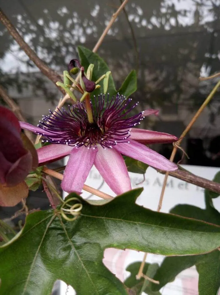 Ismerd meg a Golgotavirág (Passiflora amethystina) fajtáit, gondozását és öntözési módszereit. Tudd meg hogyan teleltessük át őket! Olvasd el a szaporítási technikákat is!