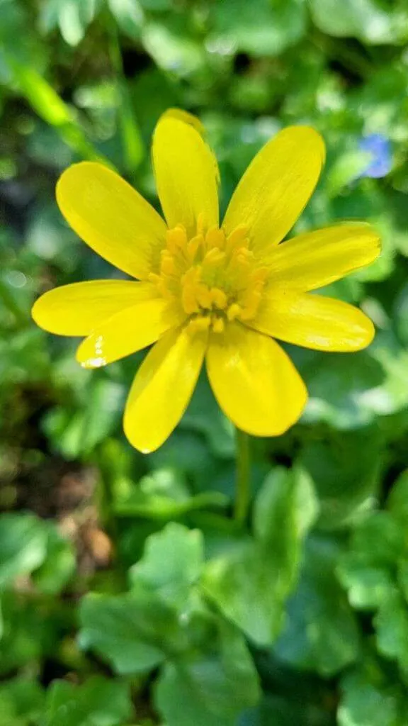 Ismerd meg a Gólyahírt (Ranunculus bullatus)! Tudd meg a fajtáit, hogyan kell ültetni és gondozni. Olvasd el a teleltetés titkait és kártevők elleni védekezést!