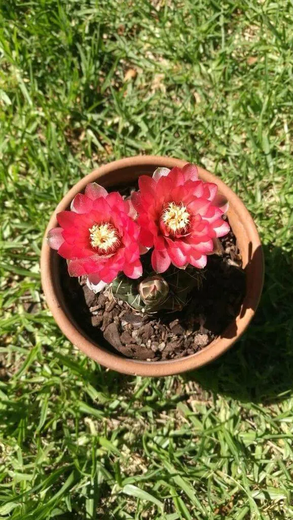 Ismerd meg a Gömbkaktusz (Gymnocalycium baldianum) fajtáit, gondozását, teleltetését és leggyakoribb betegségeit. Tudd meg hogyan kell öntözni és metszeni ezt a különleges növényt!