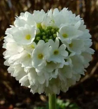 Ismerd meg a Gömbös kankalint (Primula denticulata)! Tudd meg fajtáit, hogyan kell ültetni és gondozni őket. Olvasd el a leggyakoribb betegségekről és védekezési módszereikről is!