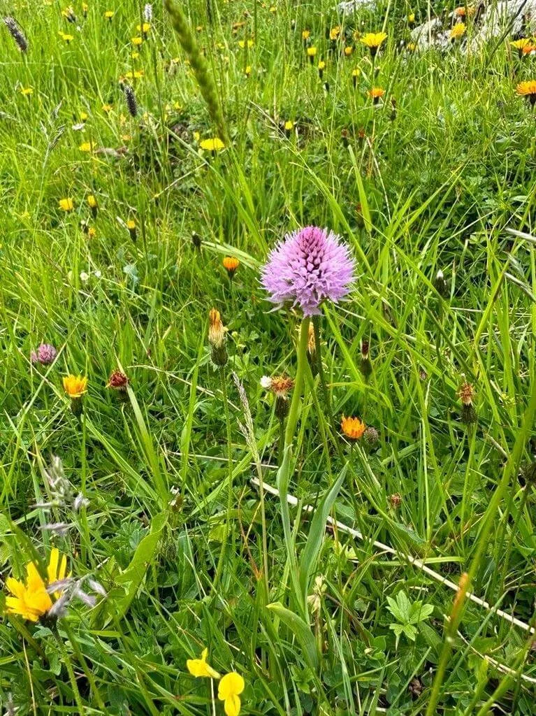 Ismerd meg a Gömböskosbor (Traunsteinera globosa) fajtáit és jellemzőit! Tudd meg hogyan kell gondozni őket, teleltetni télen, öntözési módszereik és kártevők elleni védekezés.